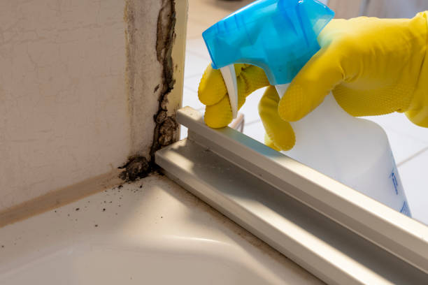 Best Post-Flood Mold Remediation in Hays, NC